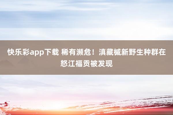快乐彩app下载 稀有濒危！滇藏槭新野生种群在怒江福贡被发现
