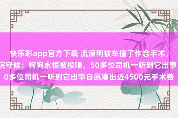 快乐彩app官方下载 流浪狗被车撞了作念手术，十几位出租车司机在病院守候：狗狗永恒被投喂，50多位司机一听到它出事自愿凑出近4500元手术费